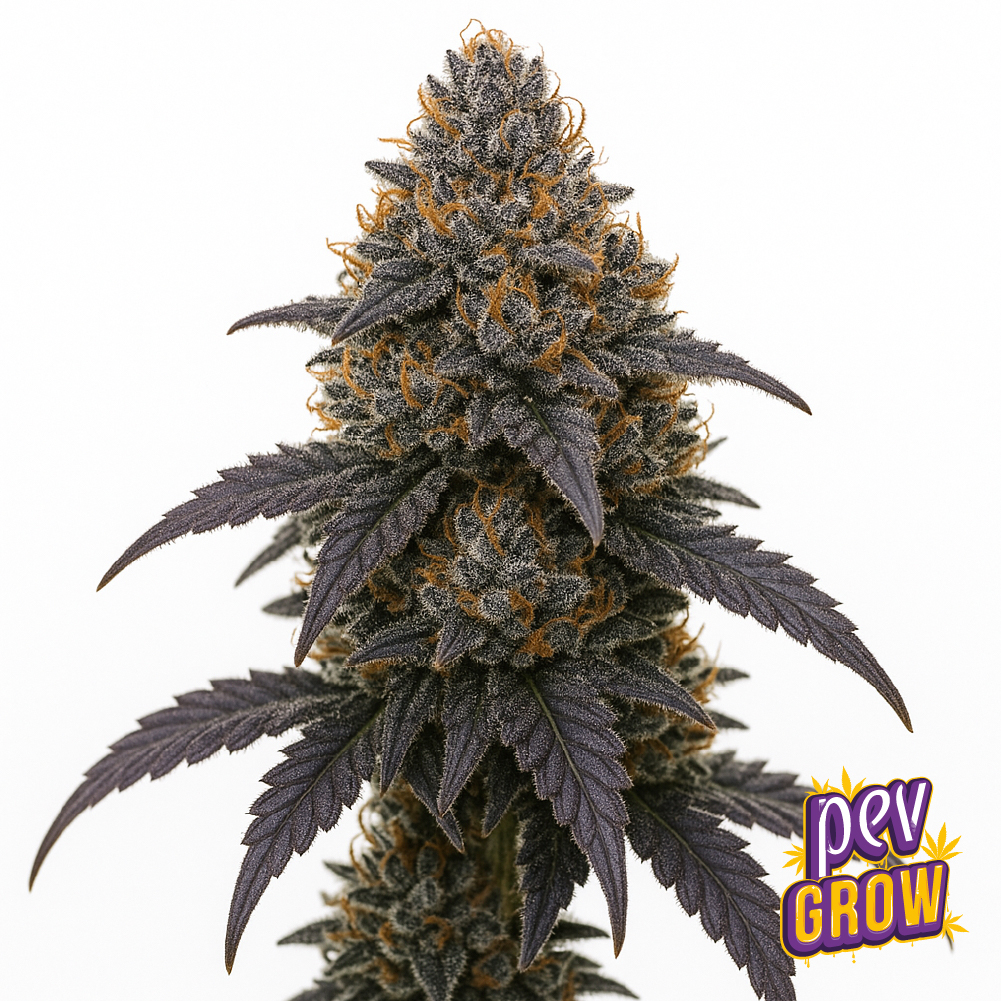 Gas Face Spain Seeds